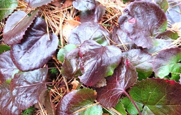 イワカガミ 苗 山野草 植物