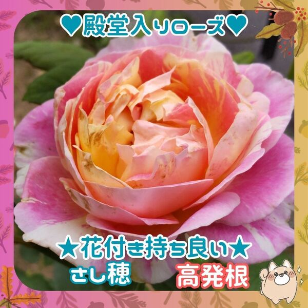 F◆挿し穂3本クロード・モネ バラ◆殿堂入りローズ◆丈夫初心者向け◆花付き持ち抜群