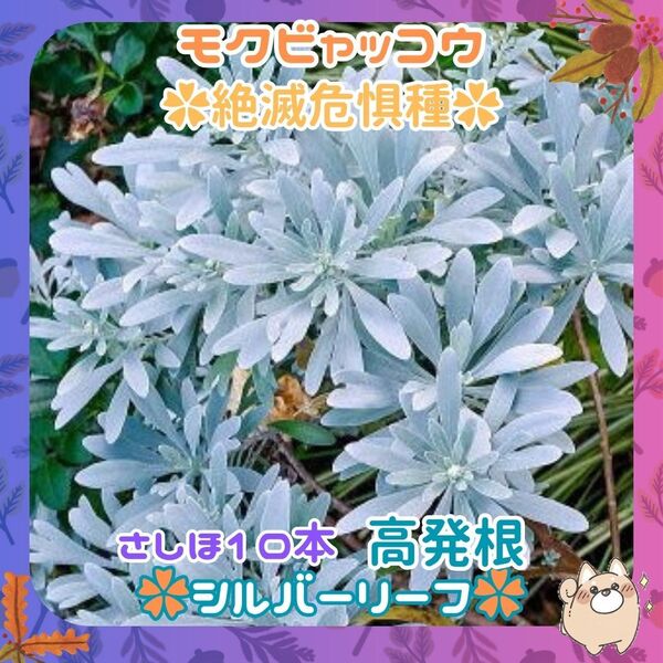 F◆挿し穂(根なし)10本モクビャッコウシルバーリーフ