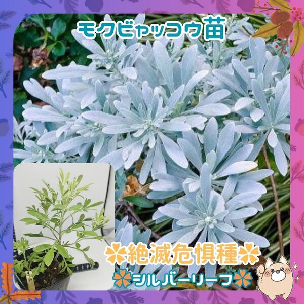 G10◆【訳あり】苗モクビャッコウシルバーリーフ