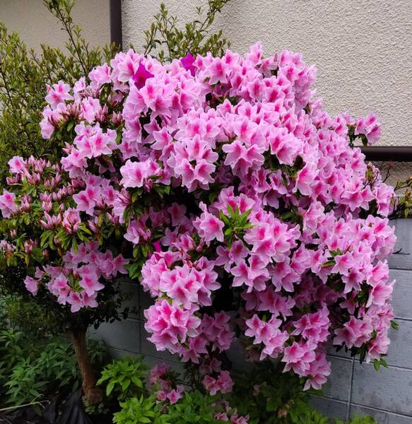 F7本◆つつじ大輪濃淡ピンク◆初心者向き発根率高◆挿し穂(根なし)約10cm③