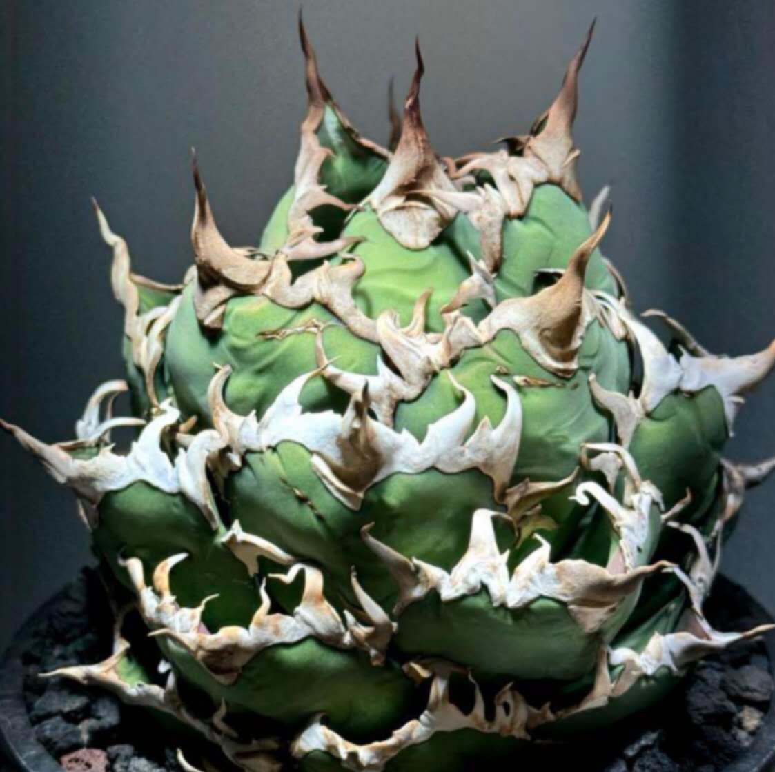 緑犀牛 巌竜 アガベ オタロイ チタノタ 観葉植物