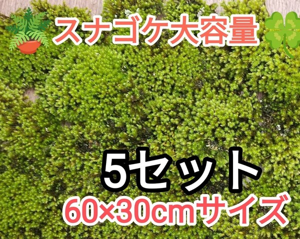 ★砂苔・60×30cmサイズ5セット・ 盆栽・植木周り・グランドカバー