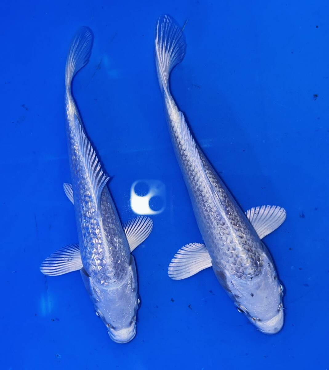 錦鯉 BTB-008a47-1-768x1024.jpg