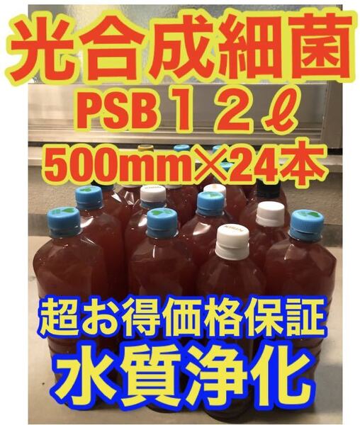 沖ちゃんメダカ【送料無料】濃縮 光合成細菌PSB 12Lバクテリア メダカ めだか 金魚 グッピー 稚魚 針子500ml 24本 12リットル