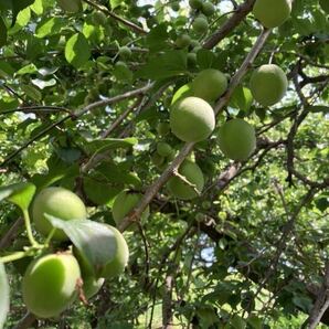 群馬県産 はるなの梅 新鮮 特大 白加賀 青梅 約1.7K 梅干し 梅ジュース 梅ジャム 梅シロップ 低農薬 手もぎ 週末売り切り