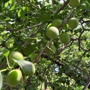 群馬県産 はるなの梅 新鮮 大 白加賀 青梅 約1.7K 梅干し 梅ジュース 梅ジャム 梅シロップ 低農薬 手もぎ 週末売り切り