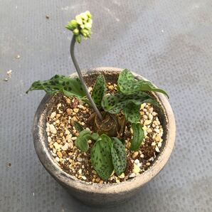 【送料無料】ドリミオプシス j Drimiopsis 斑入り 球根 観葉 植物 まとめ売り お買い得 おまけつき ピクミンのような可愛い植物