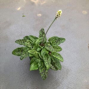 【送料無料】ドリミオプシス a Drimiopsis 斑入り 球根 観葉 植物 まとめ売り お買い得 おまけつき ピクミンのような可愛い植物