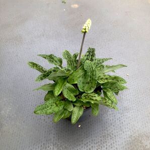 【送料無料】ドリミオプシス b Drimiopsis 斑入り 球根 観葉 植物 まとめ売り お買い得 おまけつき ピクミンのような可愛い植物