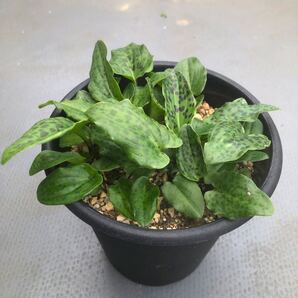 【送料無料】ドリミオプシス g Drimiopsis 斑入り 球根 観葉 植物 まとめ売り お買い得 おまけつき ピクミンのような可愛い植物