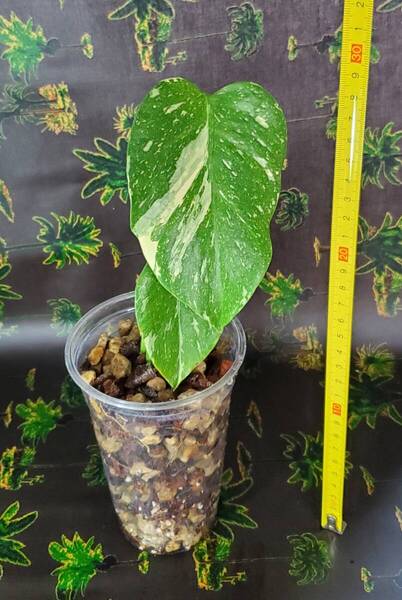 送料無料 同梱可 Monstera deliciosa Thai Constellation モンステラデリシオーサ タイコンステレーション 検/ モンステラ 斑入り 】3