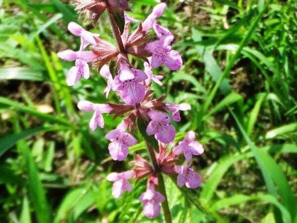 472.6◆すぐ植え付け出来る 芽だし チョロギ 2種芋 苗◆トライ 家庭菜園 山菜 球根 野菜 栽培 エスディージーズ無農薬 無化学肥料 自然菜園