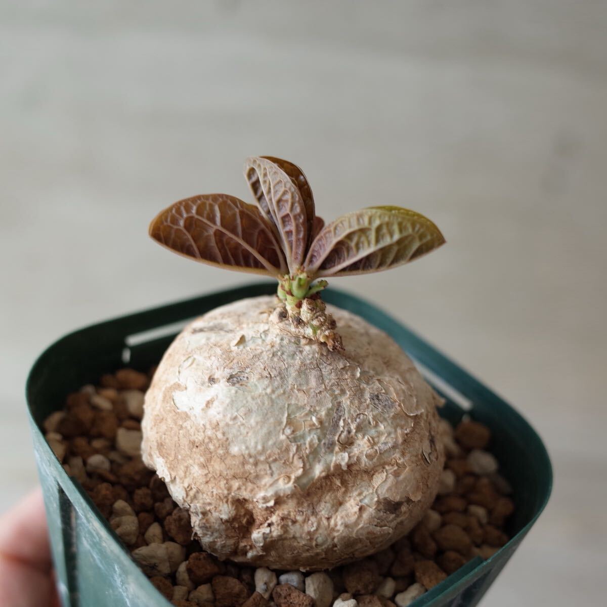 【レア種】　Adenia ovata　アデニア　オバタ　開花済　発根済　塊根 Yahoo!オークション - レア種 Adenia ovata アデニア・オバタ 発