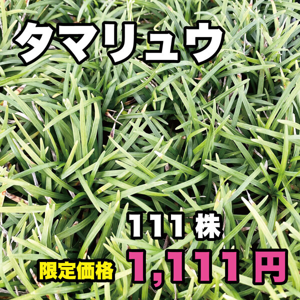 玉竜 タマリュウ 抜き苗 111株 送料無料!! 数量限定
