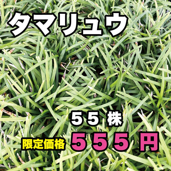 玉竜 タマリュウ 抜き苗 55株 送料無料!! 数量限定