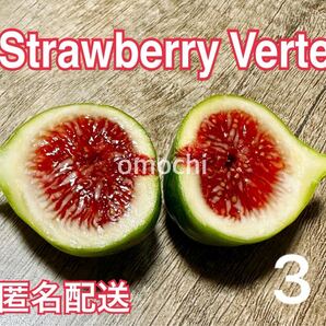 3 いちじく ストロベリーベルテ Strawberry Verte 苗木 穂木 イチジク 挿し木