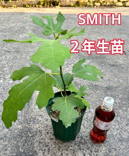 【限定1鉢】2年生苗 いちじく スミス Smith SMITH 苗木 挿木苗 穂木