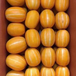 チャメ15玉入り