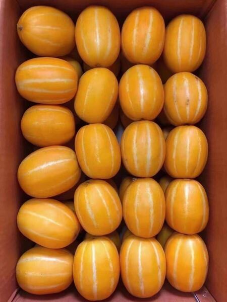 チャメ10玉入り