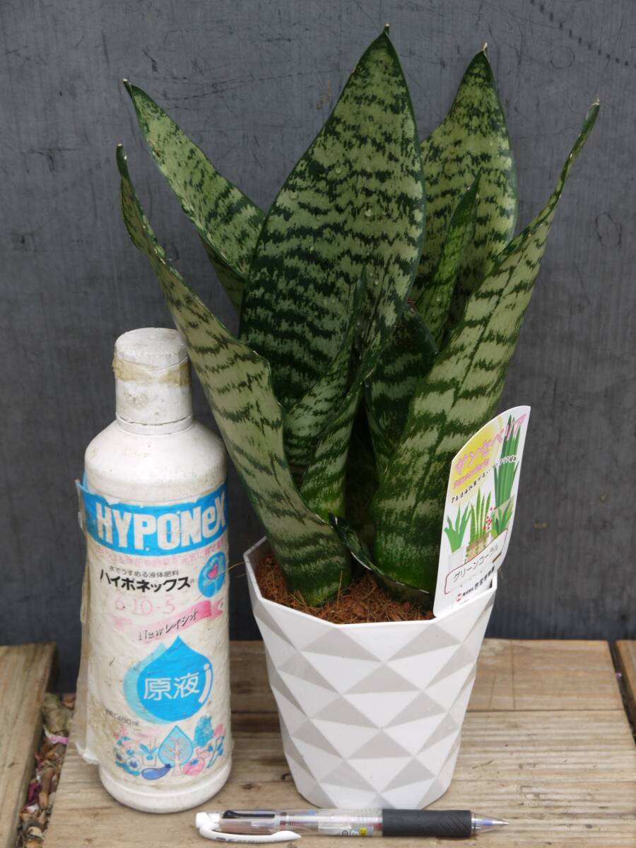 2025年最新】Yahoo!オークション -サンスベリア 観葉植物(花