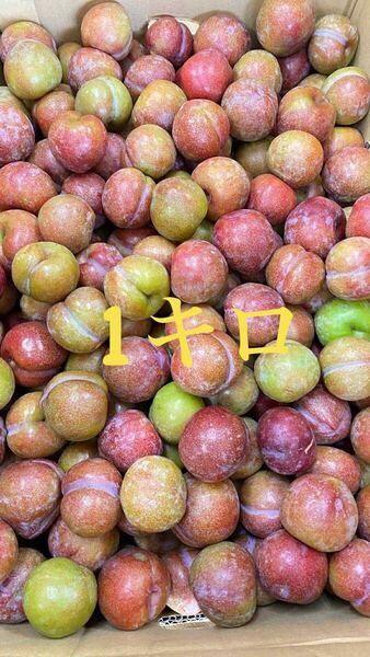 新鮮 プラム 多数 すもも 1キロ サイズ L