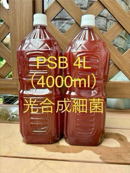 PSB4L(4000ml) PSB光合成細菌 ゾウリムシ 水質浄化 めだか メダカ ミジンコ 連作障害 土壌改善 匿名 おてがる版ゆうパック 針子 餌