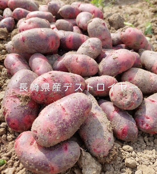 長崎県産デストロイヤーじゃがいも20㎏