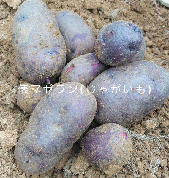 長崎県産俵マゼランじゃがいも10㎏