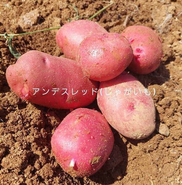 長崎県産アンデスレッドじゃがいも10㎏