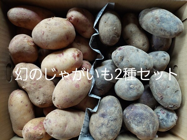 俵マゼラン、俵アルタイルじゃがいも10㎏