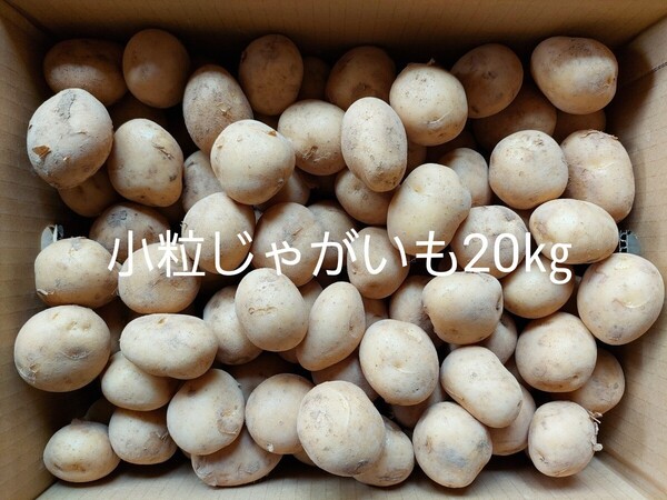 平日発送限定!長崎県産小粒じゃがいも20㎏