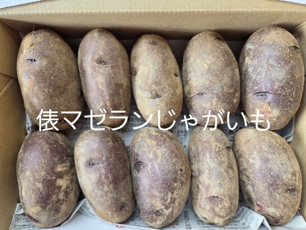 俵マゼランじゃがいも約1.2㎏ 農家直送