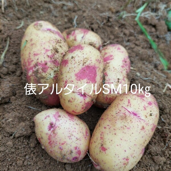 長崎県産俵アルタイルじゃがいもSM10㎏