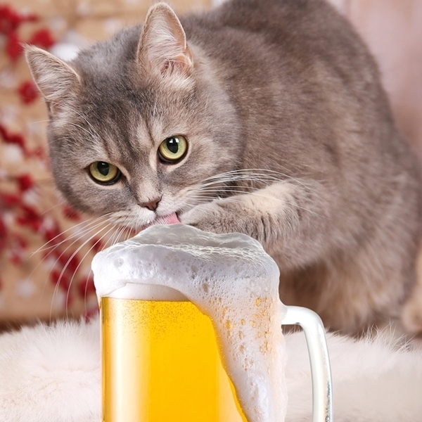 - 盗み飲み in422 A4プリント アート 現代美術 悪い猫タン 猫 ねこ ネコ ニャンコ にゃんこ ねこあそび ねこタン ネコタン funny cat