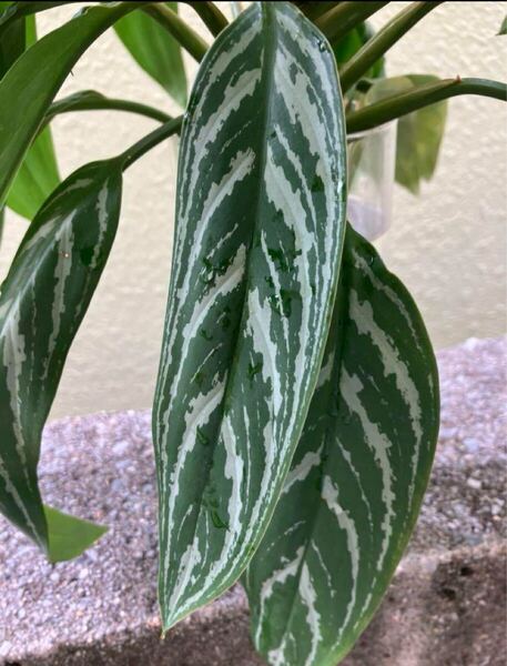 アグラオネマ/リリアン/カット/未発根/40cmオーバー/カーティシー似 観葉植物 Aglaonema
