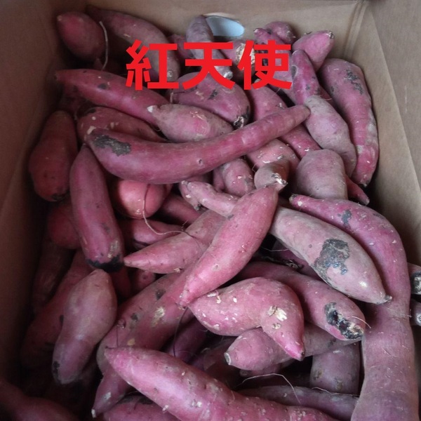 紅天使 約1キロ ほくほく山