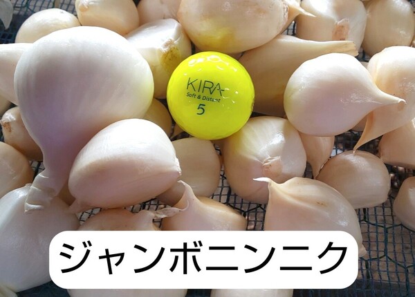 ジャンボニンニク生バラ 1kg 特大L~3Lサイズ 鮮度保持袋に入れて発送