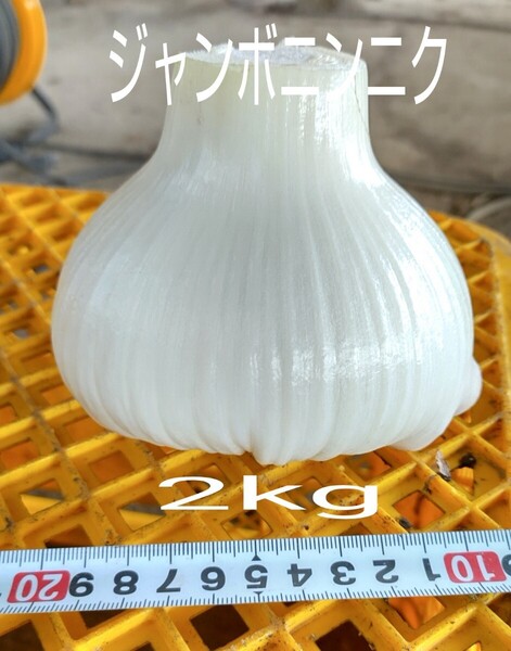 ジャンボニンニク M~3Lサイズ 2kg 無化成肥料栽培 常温発送
