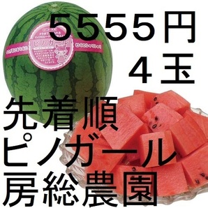 5555円・4玉・第2弾・数量限定・ピノガール「小玉スイカランキング第1位」 21