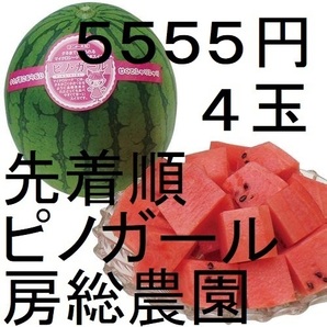 5555円・4玉・第2弾・数量限定・ピノガール「小玉スイカランキング第1位」 .21