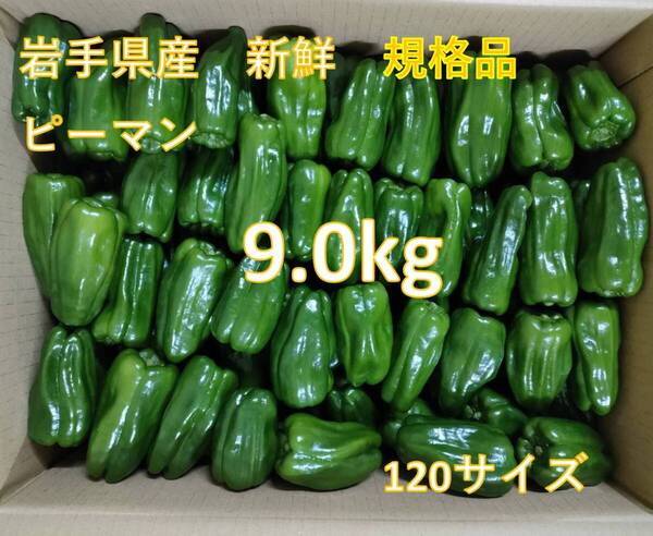 ★規格品 新鮮 ピーマン 9.0kg 岩手県産