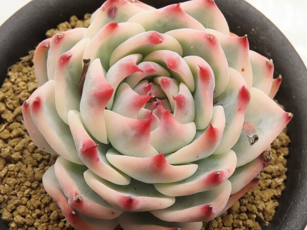 Yahoo!オークション -「チワワエンシス錦」の落札相場・落札価格