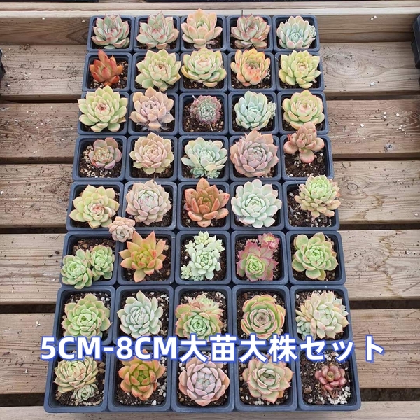 F3 多肉植物10苗セット5CM-8CM 特大苗大株 韓国苗 激レア高級美苗 観葉植物