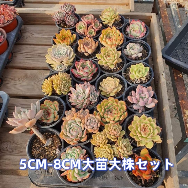 F4 多肉植物10苗セット5CM-8CM 特大苗大株 韓国苗 激レア高級美苗 観葉植物