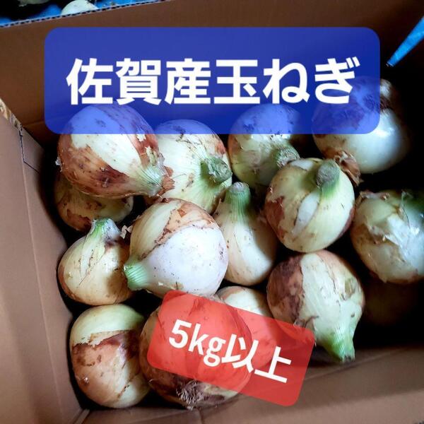 佐賀県産玉葱5kg 新玉ねぎ6