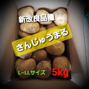 希少品種!!◎さんじゅうまる◎5キロ じゃがいも