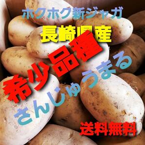 希少品種!!◎さんじゅうまる◎3キロ じゃがいも