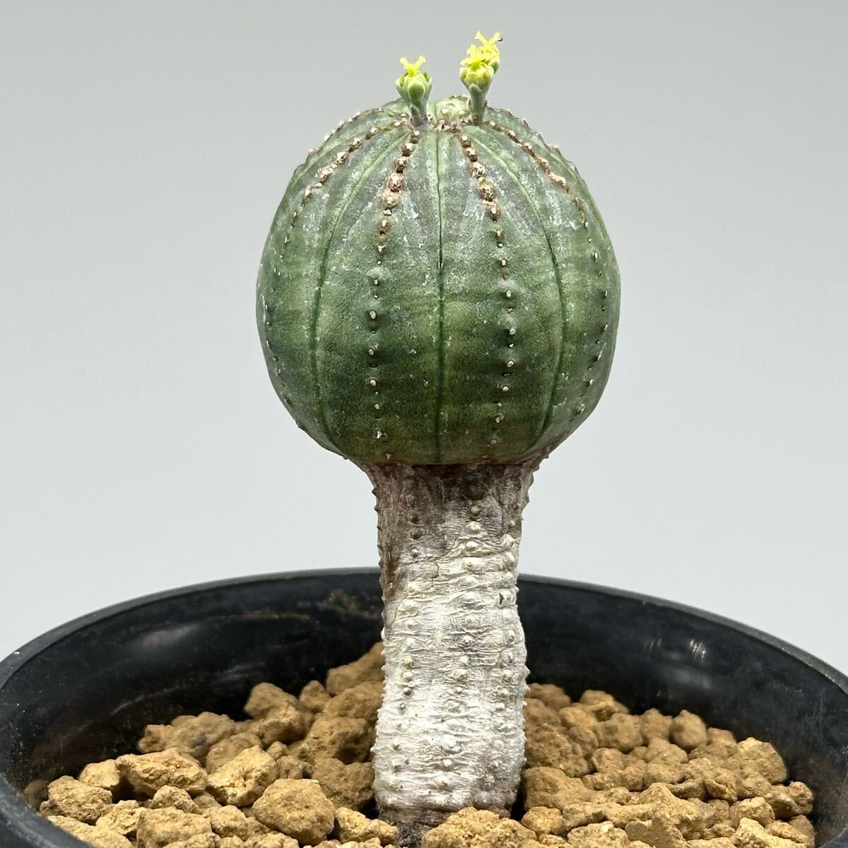 Yahoo!オークション -「ユーフォルビア オベサ」(観葉植物) の