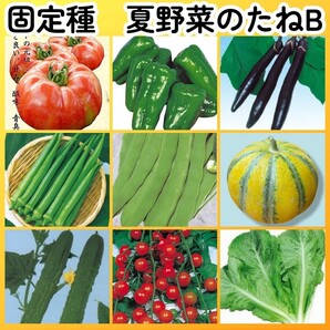 匿名配送無料◆固定種夏野菜の種B◆大玉トマト+ピーマン+ナス+オクラ+つるなしインゲン+マクワウリ+節成キュウリ+ミニトマト+リーフレタス